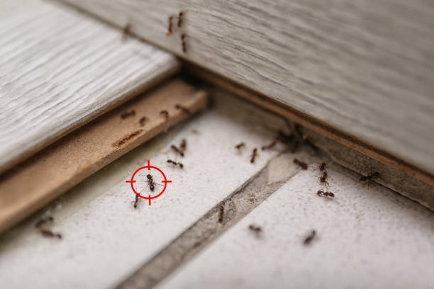 Best Pest Inspection Near Me  in Lambertville, MI